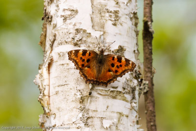 JS--20120506-0009.jpg