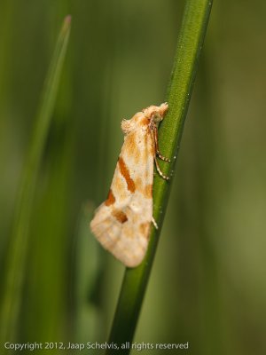 JS--20120510-0074.jpg