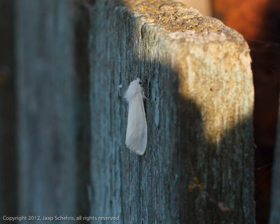 10570 Fall webworm, American white moth  - Hyphantria cunea