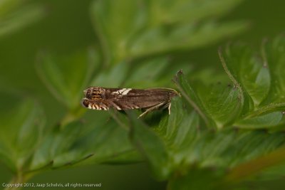 5094 V-haakspiegelmot - Grapholita discretana