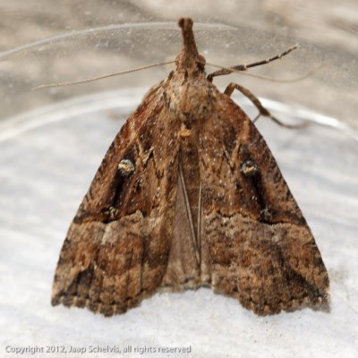 08995 Hopsnuituil - Buttoned Snout - Hypena rostralis