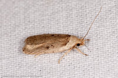 1729 Peenkaartmot - Agonopterix yeatiana