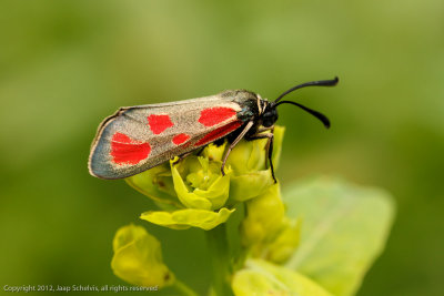 3983 Zygaena loti - Slender Scotch Burnet