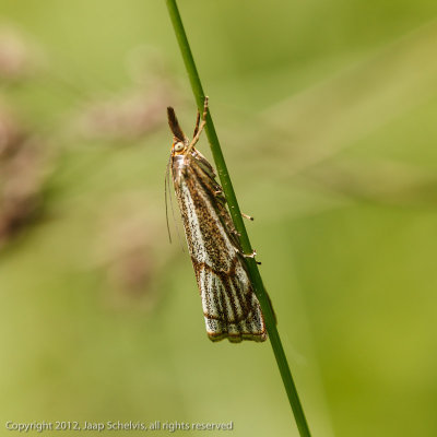 6350 Duingrasmot - Thisanotia chrysonuchella