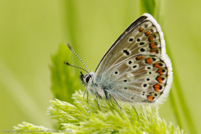 7148 Balkan Bruin Blauwtje - Blue Argus - Ultraaricia anteros