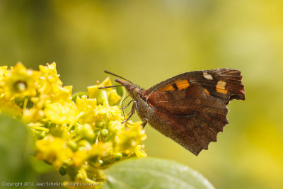 7199 Snuitvlinder - Nettle-tree Butterfly - Libythea celtis