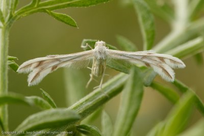 5513 Wheeleria obsoletus
