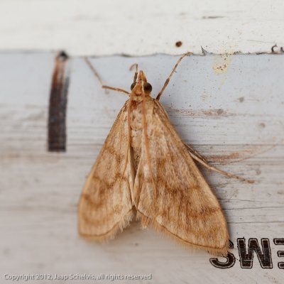 6561 Honingbandmot - Paracorsia repandalis
