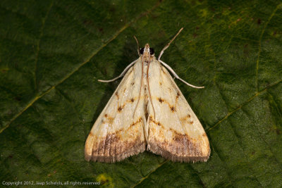 6499 Aangebrande Valkmot - Evergestis extimalis