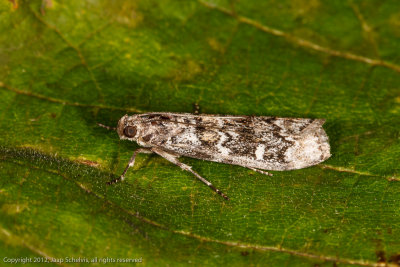 5784 Sparappelboorder - Dioryctria abietella