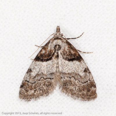 10427 Klein Visstaartje - Short-cloaked Moth - Nola cucullatella