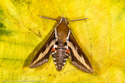 6855 Walstropijlstaart - Bedstraw Hawk-moth - Hyles gallii