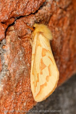 0080 Hopwortelboorder - Ghost Moth - Hepialus humuli