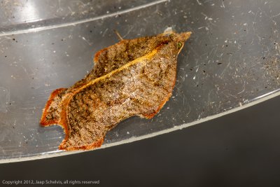 4385 Gehakkelde Bladroller - Acleris emargana