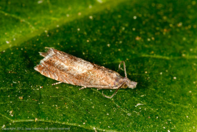 5232 Margrietwortelmot - Dichrorampha acuminatana