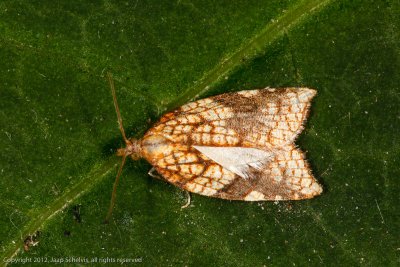 4384 Gehoekte Boogbladroller - Rhomboid Tortrix - Acleris rhombana