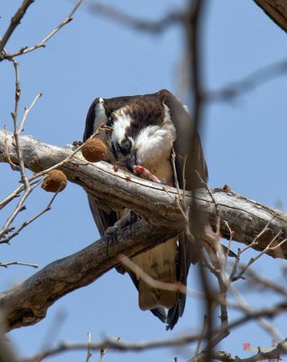 Osprey or Fish Hawk Feeding on Shad (DRB141)