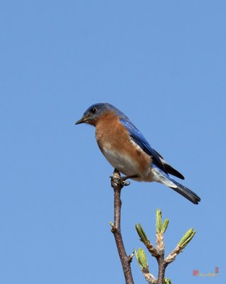 Eastern Bluebird (DSB191)
