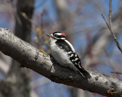 Downy Woodpecker (DSB194)