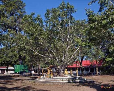 Wat Saen Samran Bodhi Tree (DTHU259)