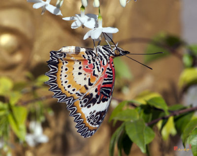 Leopard Lacewing Butterfly Feeding from Water Jasmine Flowers (DTHU619)