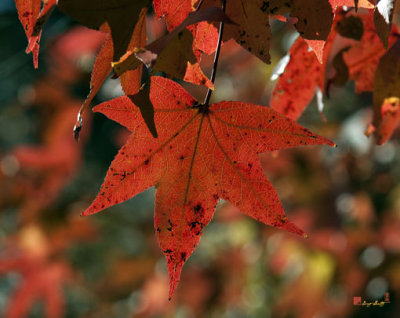 Fall Sweetgum Leaves (DF002)