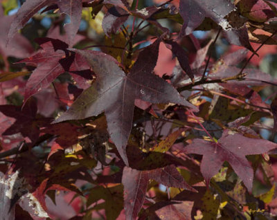 Fall Sweetgum Leaves (DF003)