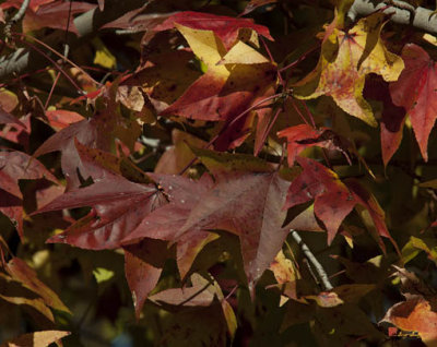 Fall Sweetgum Leaves (DF004)