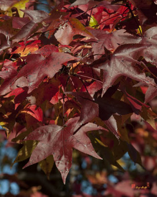Fall Sweetgum Leaves (DF005)