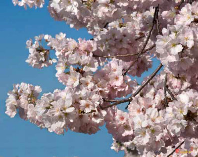 Japanese Cherry Tree Blossoms  (DS020)