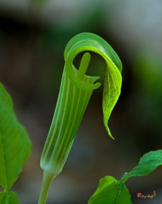 Jack-in-the-Pulpit (DSPF140)