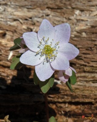 Rue Anemone Flower (DSPF128)