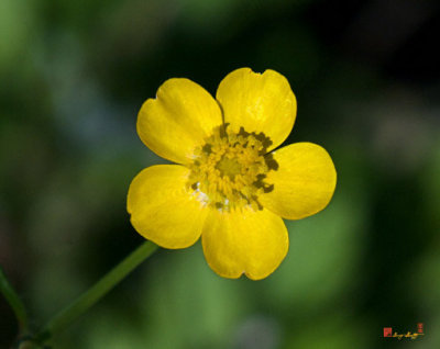 Buttercup Family (Ranunculaceae)