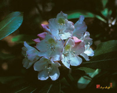 Rosebay Rhododendron (Rhododendron maximum) (3B)