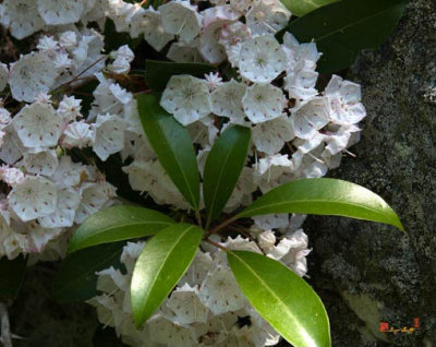 Mountain Laurel (Kalmia latifolia) (DSMF046)