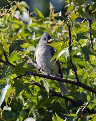 Tufted Titmouse with Food for the Chicks (DSB201)