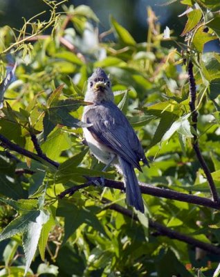 Tufted Titmouse with Food for the Chicks (DSB202)