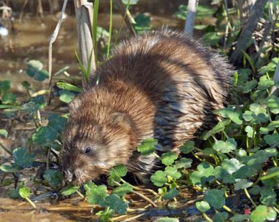 Common Muskrats