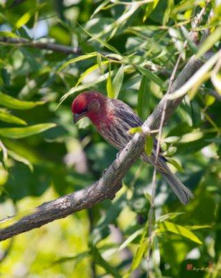 Purple Finch Carpodacus purpureus (DSB206)