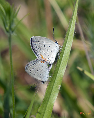 Eastern Tailed-Blue Butterflies Mating (Everes comyntas) (DIN204)