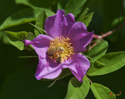 Honey Bee on Swamp Rose (DIN203)