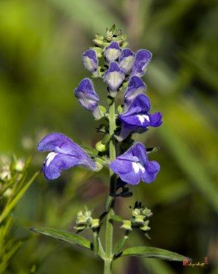 Marsh Skullcap or Hooded Skullcap, Scutellaria galericulata (DSMF190)