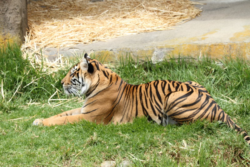 _MG_0776.JPG