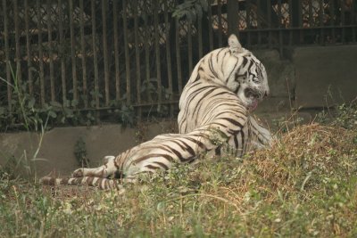 Delhi Zoo - Dec 2011