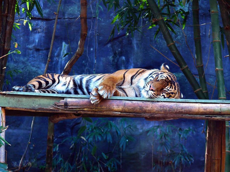Taronga zoo.jpg