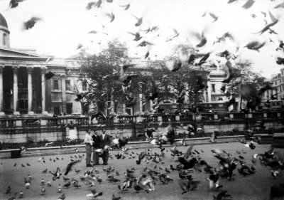 Trafalgar Square birds.jpg