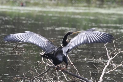 Darter displaying his wings.jpeg