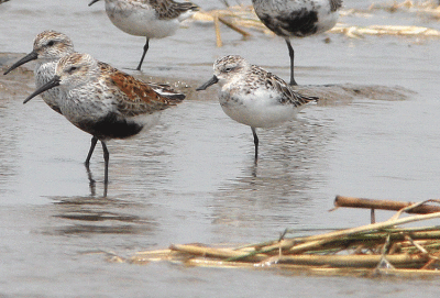 Skedsnäppa Spoonbilled sandpiper Eurynorhynchus pygmeus Yangkou
