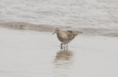 Spetsstjärtad snäppa SharptailedSandpiper Calidris acuminata Yangkou