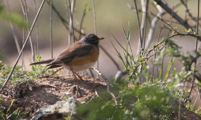 Eyebrowed Thrush Turdus obscurus